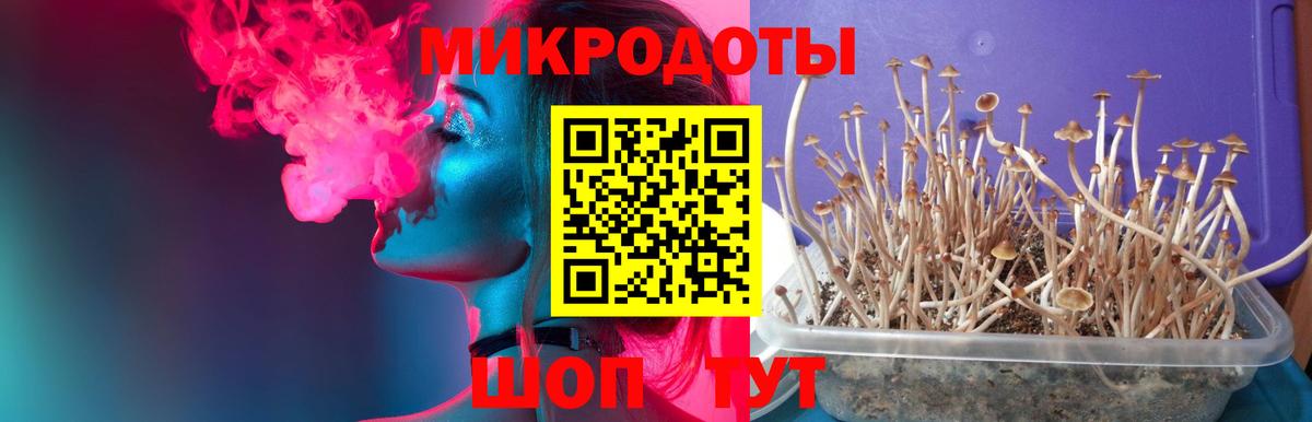 Галлюциногенные грибы Psilocybe  наркошоп  Нижний Тагил  Вход с VPN 